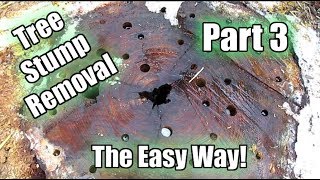 Possibly The Easiest Way To Remove A Tree Stump Using Epsom Salt Part 3  6 Week Update [upl. by Cariotta]