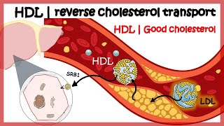 HDL  Reverse cholesterol transport [upl. by Shelah684]