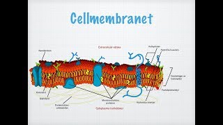 Cellmembranet [upl. by Ynneh]