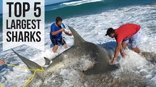 Top 5 Largest Sharks Caught [upl. by Ardeha]