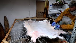 Preparing a Deer Hide for Tanning Part 2 [upl. by Holcman]