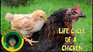 Chicken Life Cycle  All about Chickens [upl. by Friedberg]