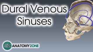 Dural Venous Sinuses  3D Anatomy Tutorial [upl. by Huggins]