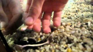 Feeding my baby red tail catfish RTC [upl. by Batchelor347]