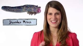 Demodex Mites Living On Your Face [upl. by Aivart]