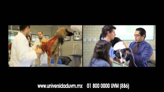 UVM  Licenciatura en Medicina Veterinaria y Zootecnia [upl. by Wehtam737]