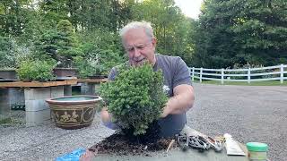 How to Make a Bonsai From a Garden Center Tree [upl. by Ylil691]