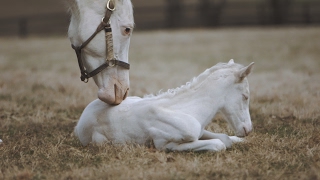 Rare White Foal a Patchen Wilkes Specialty [upl. by Beckerman]