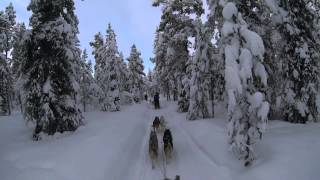 Kiruna Sweden Dog Sledding 6 Day Tour  Jukkasjärvi Wilderness Tours [upl. by Elleynod219]