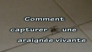 Comment capturer une araignée vivante [upl. by Ayikahs]