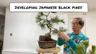 Developing Japanese Black Pines [upl. by Aeneas739]