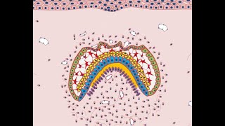 Development of face amp oral cavity Part 1  BASICS [upl. by Eltsirc]