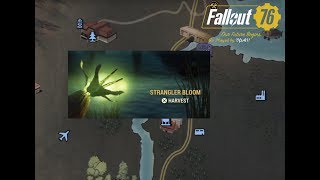 Fallout 76  Swamp Plant Location  Harvest Fungi Plants and Nuked Flora Challenge [upl. by Ellehsad]