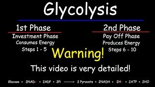 Glycolysis  Biochemistry [upl. by Allenod]