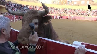 Canta jota al toro de Ustarroz y le remata en la valla  Lodosa 16 septiembre [upl. by Alice318]