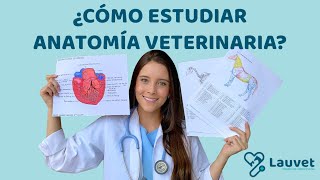 CÓMO ESTUDIAR ANATOMÍA VETERINARIA  Lauvet [upl. by Nicks]