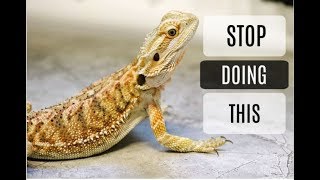 Common Bearded Dragon Care Mistakes [upl. by Varien]