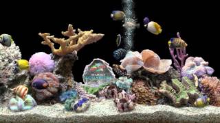 ★ Marine Aquarium ★ HQ 1080p 60fps ★ Screensaver ★ Black Ocean ★ [upl. by Flosi505]