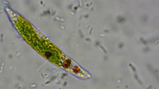 The lifestyle of Euglena [upl. by Hafirahs981]