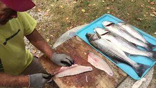 How To Fillet A Striped Bass The Old Fishermans Way [upl. by Yenolem]