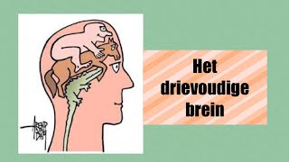 Het drievoudige brein [upl. by Ynove]