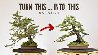 Designing Colorado Blue Spruce  BonsaiU [upl. by Yelik]