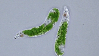 Euglena [upl. by Randene]