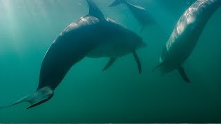 Dolphins Fight Off Shark  BBC Earth [upl. by Infield976]