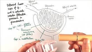 A2 Biology  Ultrafiltration OCR A Chapter 155 [upl. by Baras]