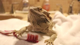 BEARDED DRAGON HYGIENE 101  Grooming [upl. by Ahtanamas]