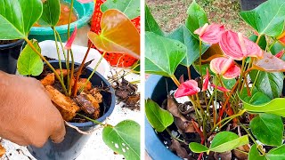 What is the Best Potting Mix for Anthurium  Anthurium Care Tips  Learn Gardening [upl. by Latreshia]