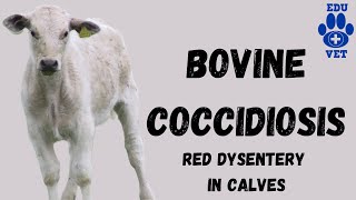 Bovine Coccidiosis SimplifiedParasitology [upl. by Arrais]