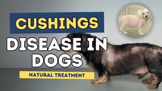 Cushings Disease in Dogs Natural Treatment [upl. by Silenay]