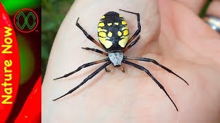 How Dangerous is a Black And Yellow Spider [upl. by Ennayehc]