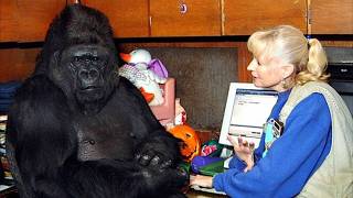 Gorilla That Can Talk Said Something Shocking About Humans – You Won’t Believe It [upl. by Eletnahc]