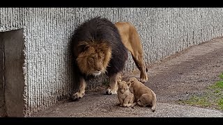 Første kuld løveunger møder deres far  Copenhagen Zoo [upl. by Atig]