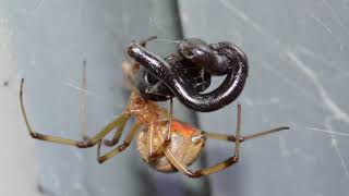 Spiders Feast On Deadly Snakes [upl. by Lionel]