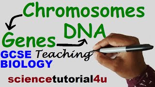 DNA CHROMOSOMES GENES amp ALLELES GCSE Science Biology [upl. by Rizzo294]