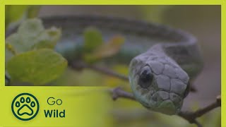 Boomslang  Natures Greatest Moments S03E09  Go Wild [upl. by Acsicnarf]