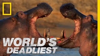 Hippo vs Hippo  Worlds Deadliest [upl. by Accebor]