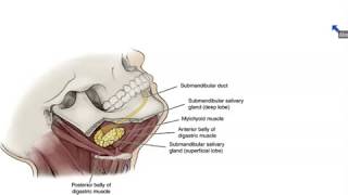 Submandibular and Sublingual Salivary Glands  Dr Ahmed Farid [upl. by Cirred381]