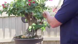 How to Bonsai  Bougainvillea Restyling the Tree [upl. by Auqenat283]