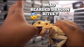 Do Bearded Dragons Bites Hurt How To Treat It [upl. by Linis]