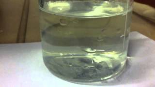 Sodium Thiosulphate Reacts With Hydrochloric Acid increase [upl. by Nnael]