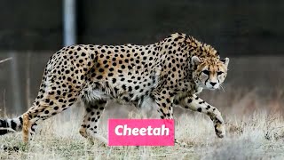 Cheetah Acinonyx jubatus [upl. by Sirod]