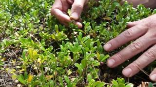 Colorado Wild Plants  Kinnikinnick [upl. by Anig]