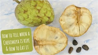 How to tell when a Cherimoya is ripe amp how to eat it [upl. by Spragens]