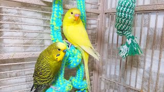 Help Lonely Budgies to Chirp Nature Parakeets Bird Sound 12 Hr [upl. by Conan]