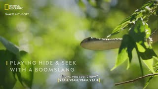 Hide and Seek with a Boomslang  Snakes In The City  National Geographic [upl. by Llereg]