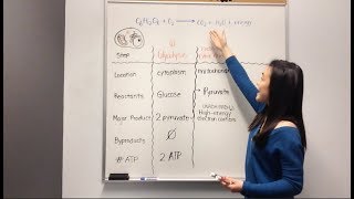 Cellular Respiration Glycolysis Krebs Cycle Electron Transport Chain [upl. by Maclean967]